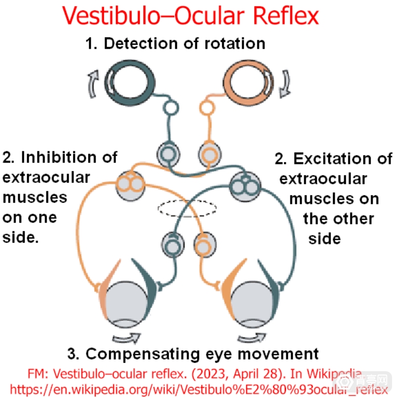 Vestibulo–ocular-reflex-copy